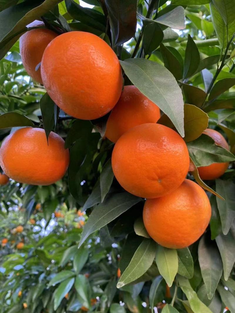 高山精品沃柑