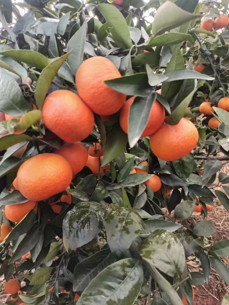 高山精品沃柑