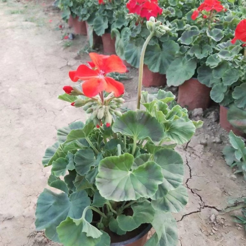 精品天竺葵基地直发多种花色可批发可零售