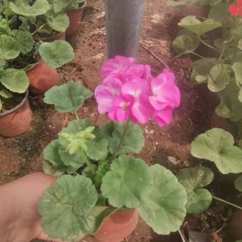 精品天竺葵基地直发多种花色可批发可零售