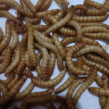 黄粉虫活体幼虫
