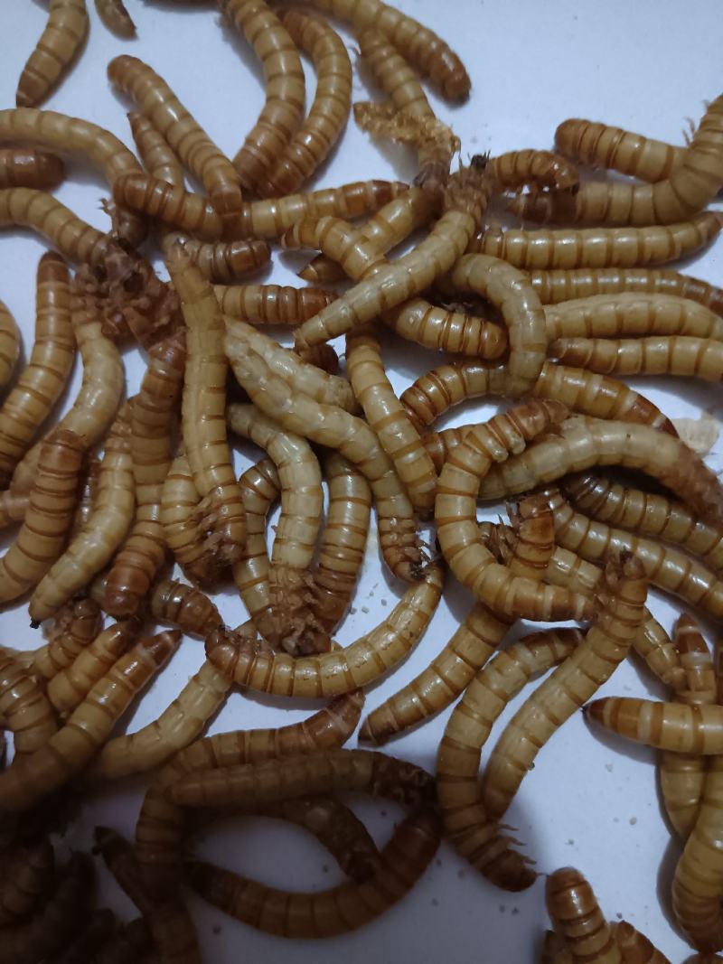 黄粉虫活体幼虫