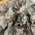 浮萍中药材水莲花青萍田萍浮萍草紫背浮萍草