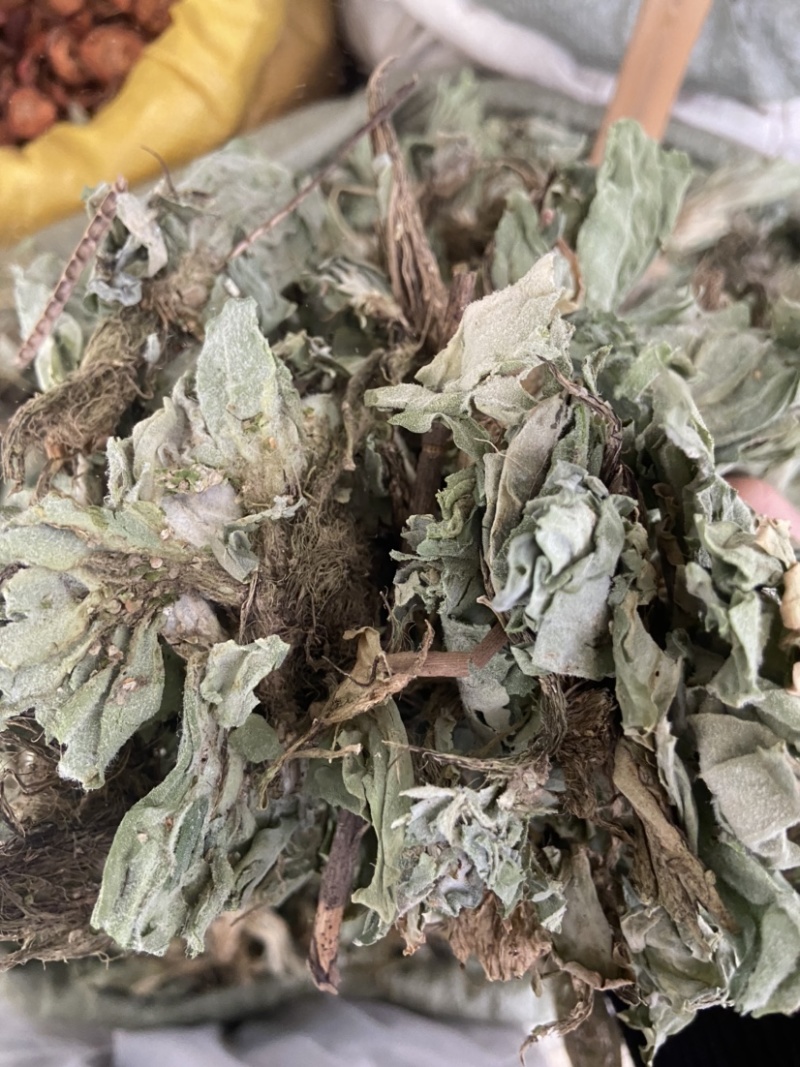 浮萍中药材水莲花青萍田萍浮萍草紫背浮萍草