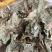 浮萍中药材水莲花青萍田萍浮萍草紫背浮萍草