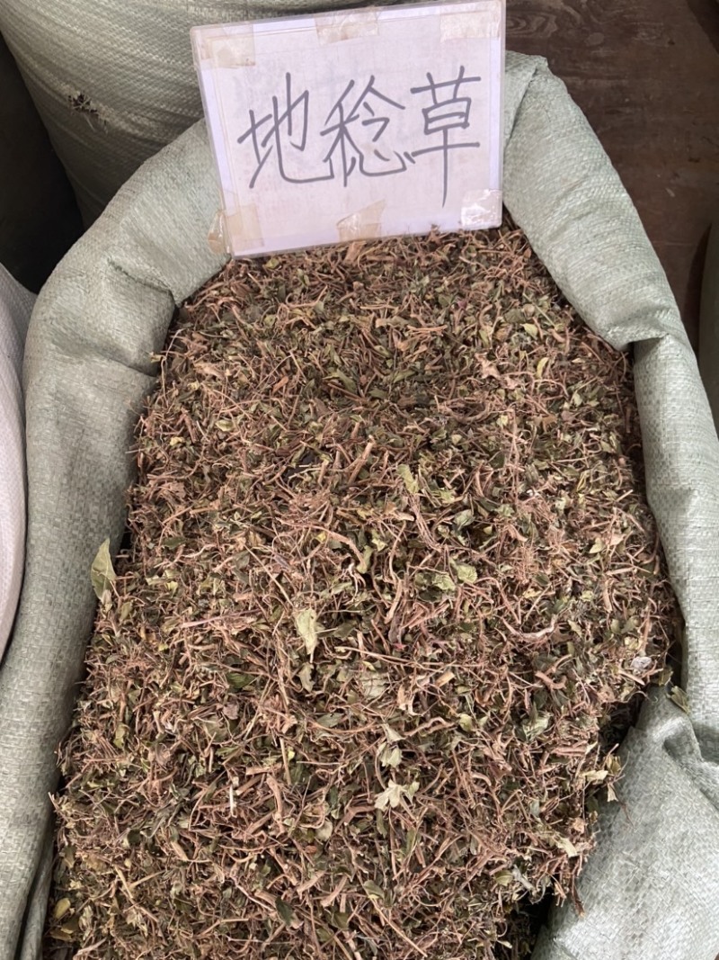 地稔草野生地念草地稔根地捻草铺地锦紫茄子地脚茶