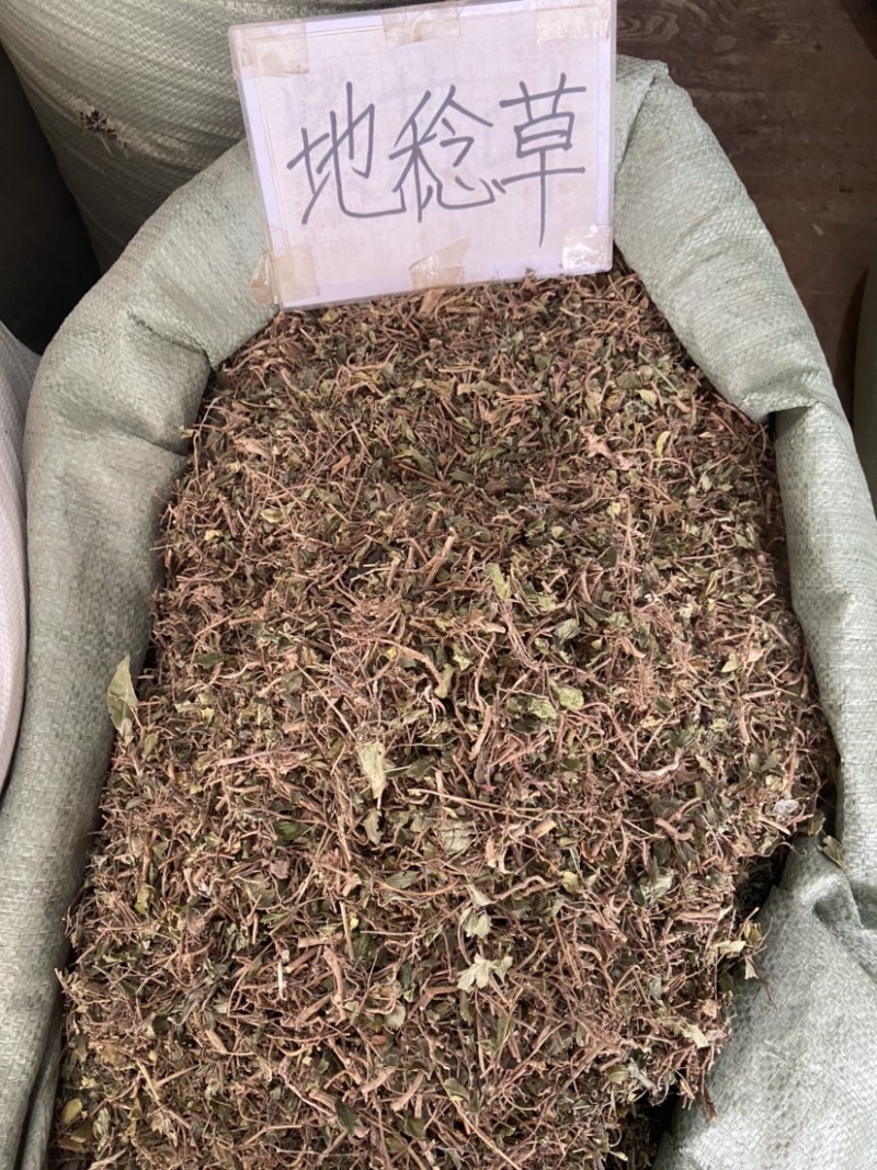 地稔草野生地念草地稔根地捻草铺地锦紫茄子地脚茶