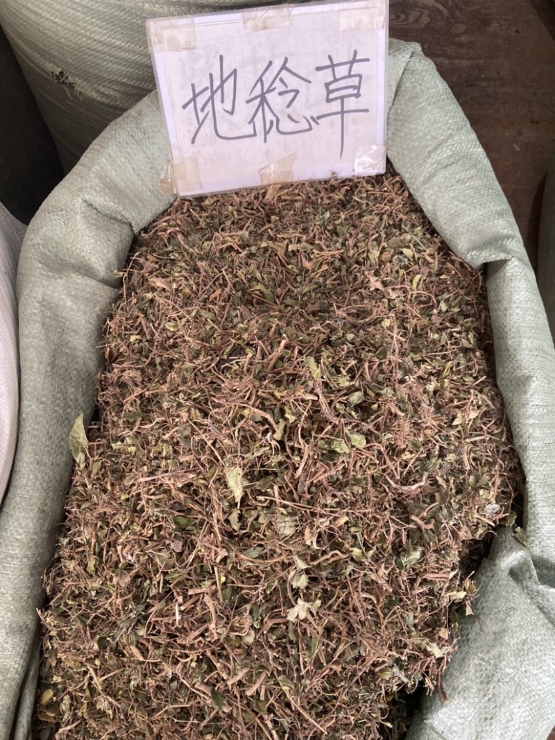 地稔草野生地念草地稔根地捻草铺地锦紫茄子地脚茶