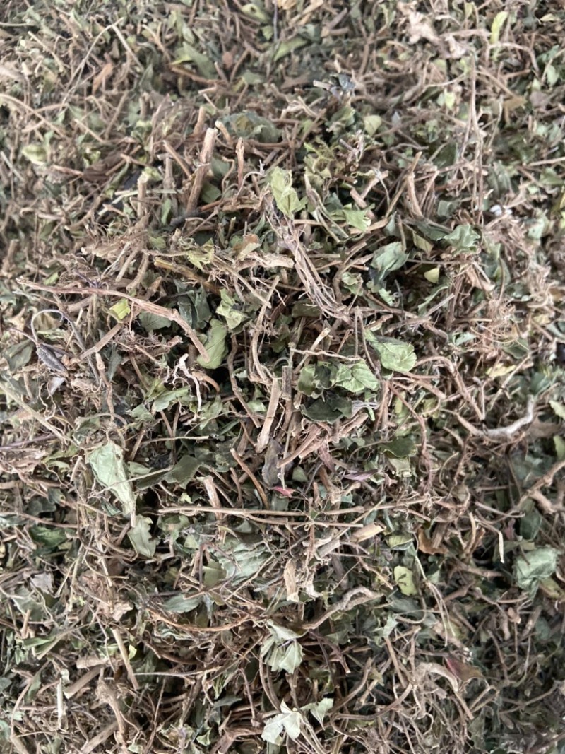 地稔草野生地念草地稔根地捻草铺地锦紫茄子地脚茶