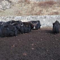 青藏牦牛肉#藏羊肉