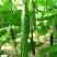 黄瓜