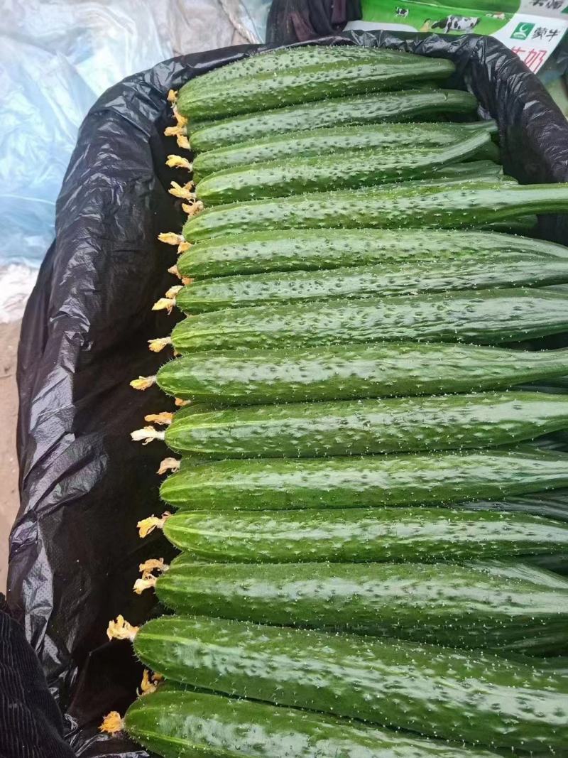 黄瓜