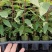 桉树苗，广9，26、28、29速生桉树苗