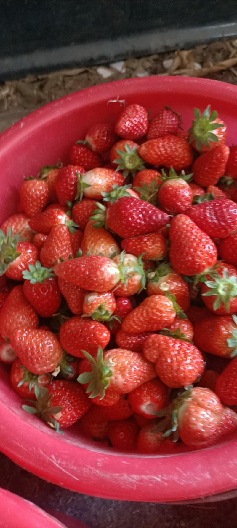 甜查理草莓加工果，市场小果，现货供应，基地直供。