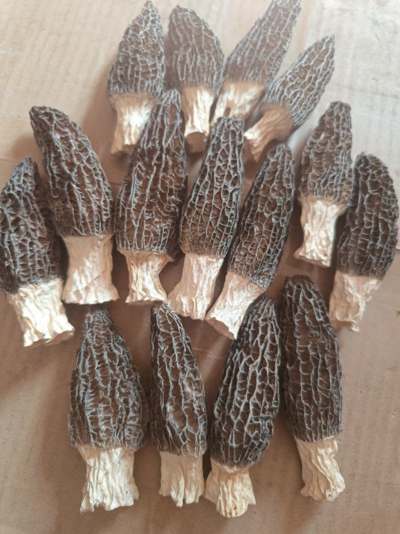 羊肚菌菌味浓河南干货羊肚菌肉厚纹理漂亮1袋包邮肉厚