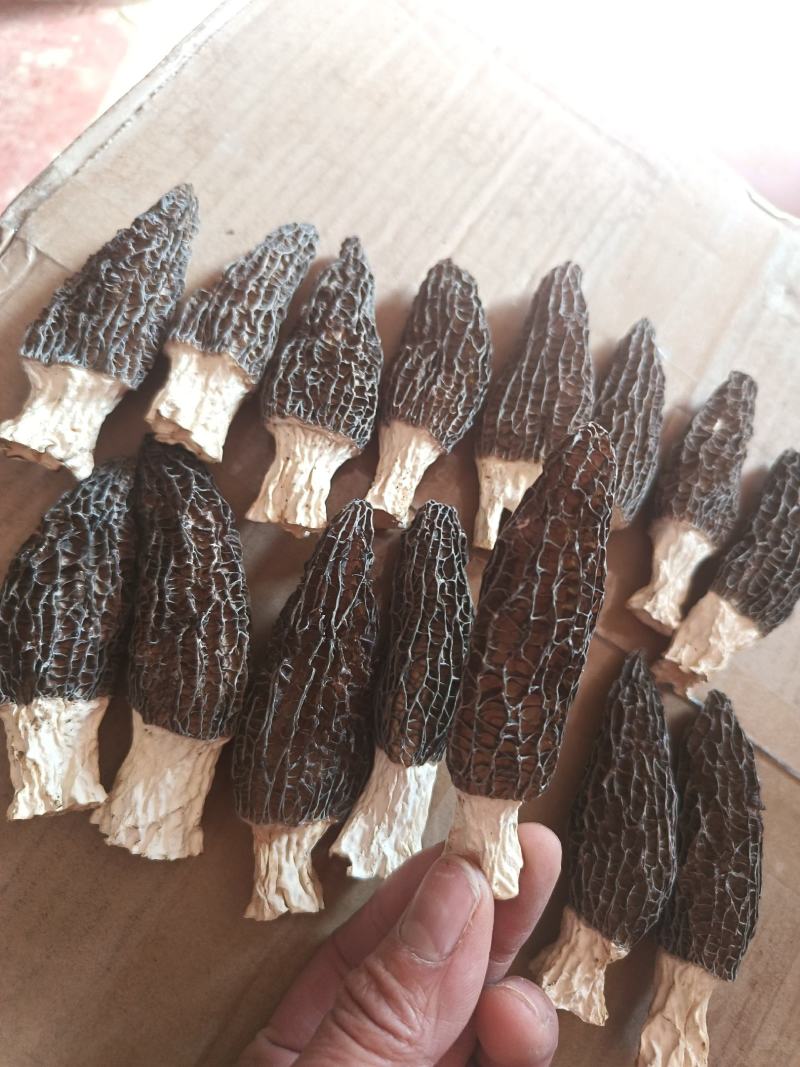 羊肚菌菌味浓河南干货羊肚菌肉厚纹理漂亮1袋包邮肉厚