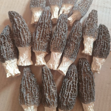 羊肚菌菌味浓河南干货羊肚菌肉厚纹理漂亮1袋包邮肉厚