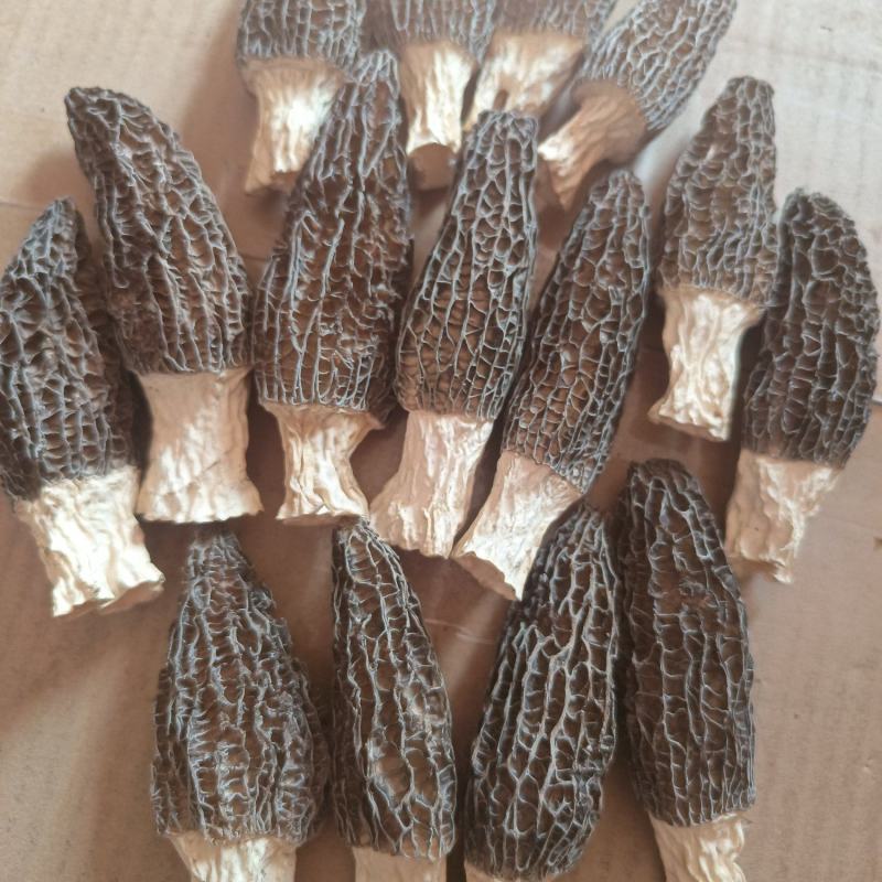 羊肚菌菌味浓河南干货羊肚菌肉厚纹理漂亮1袋包邮肉厚