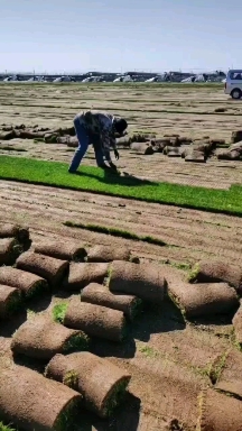 四季青草坪