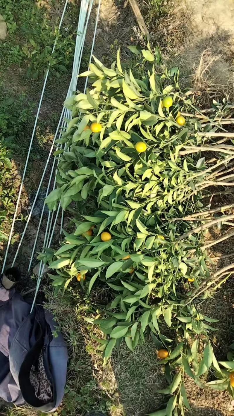 脆蜜金柑苗脆皮金桔脆蜜金柑滑皮金桔果苗