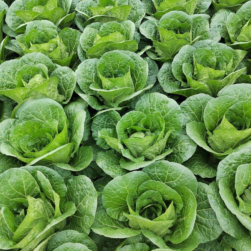 大白菜