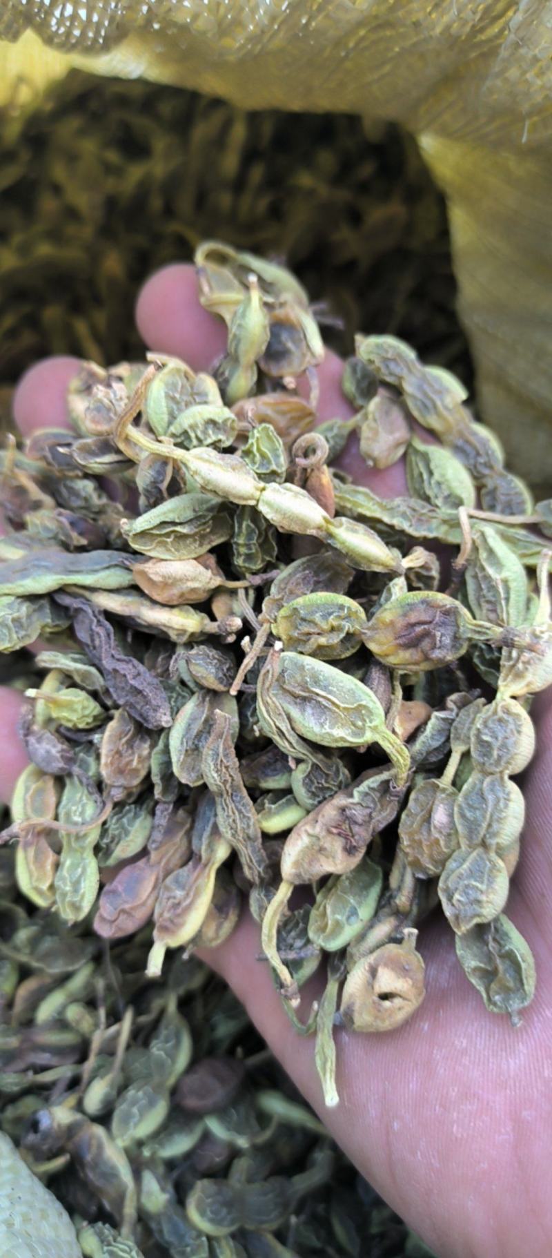 槐角中药材批发槐角质量保证量大从优