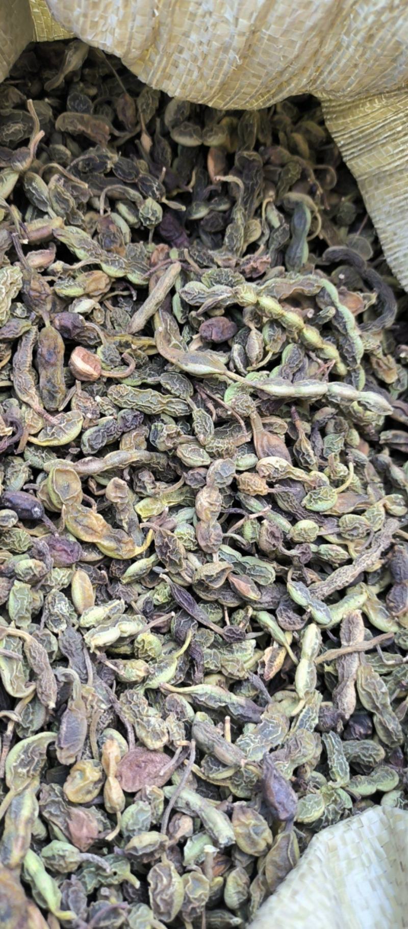 槐角中药材批发槐角质量保证量大从优