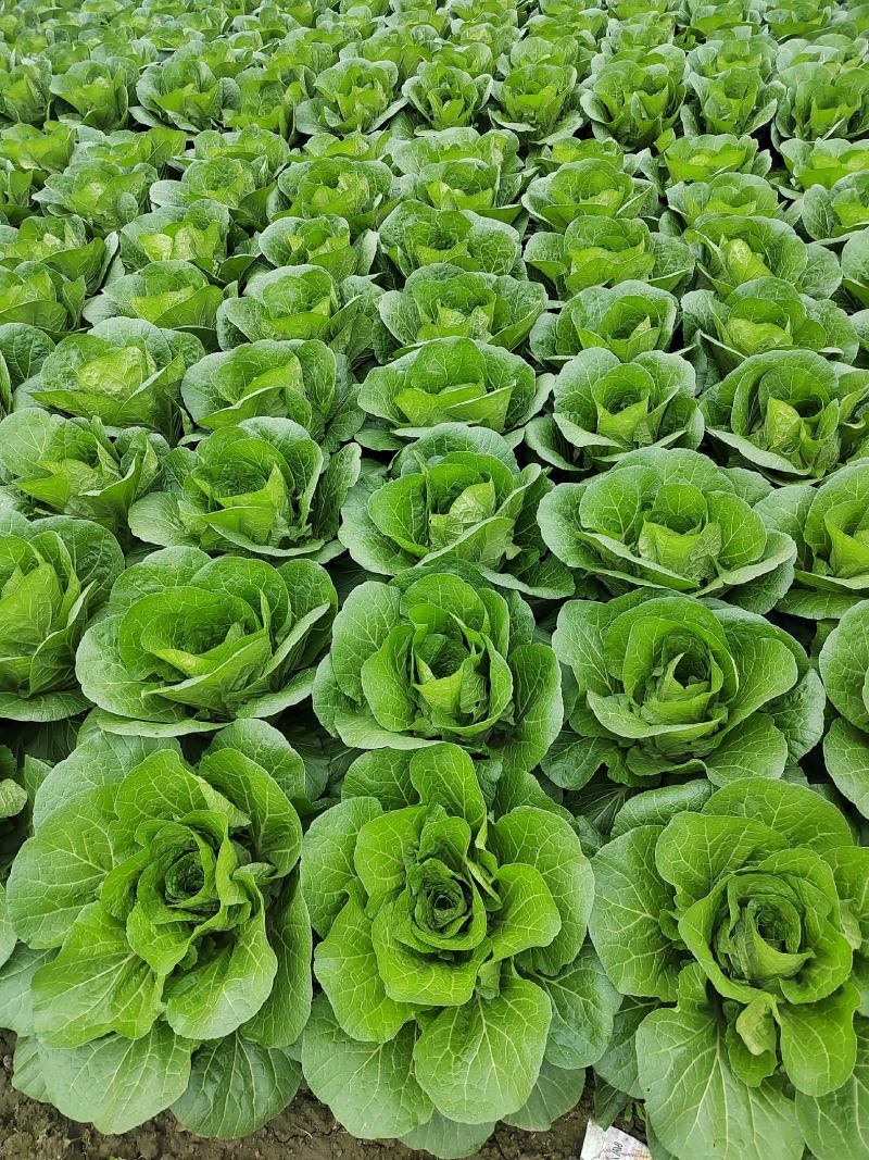 大白菜