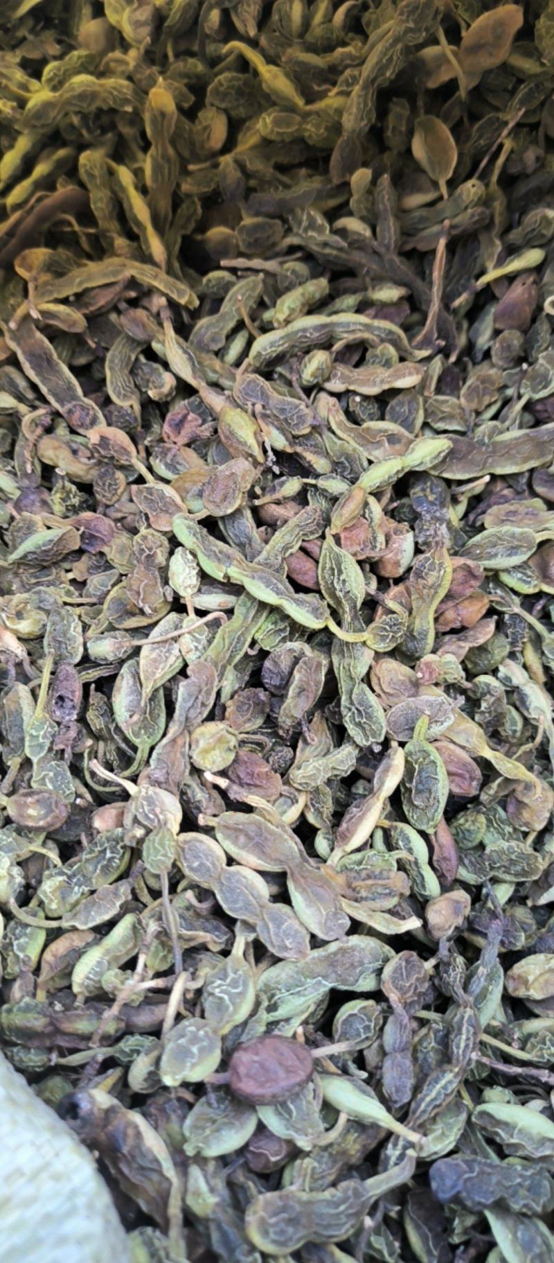 槐角中药材批发槐角质量保证量大从优
