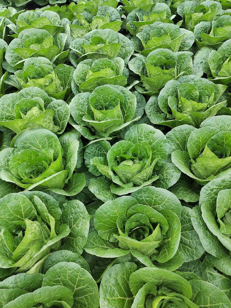 大白菜