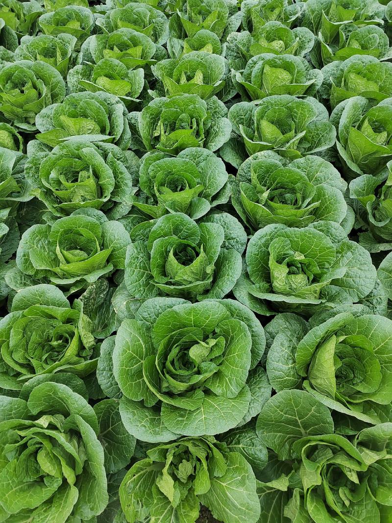 大白菜