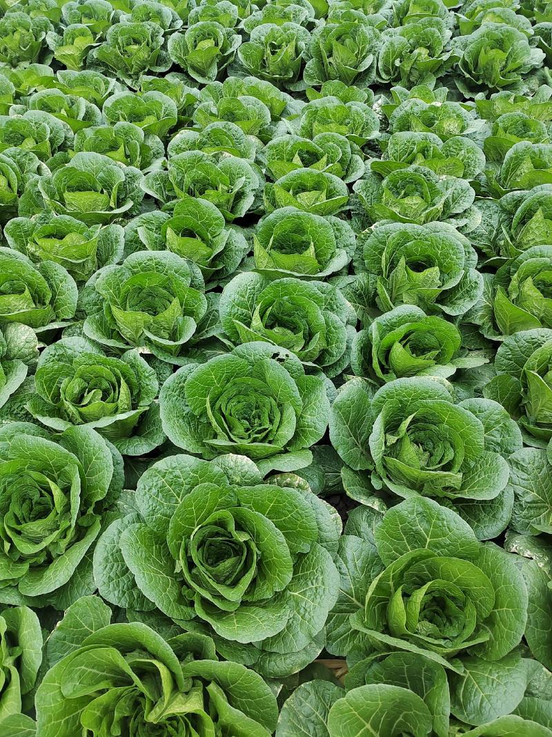 大白菜