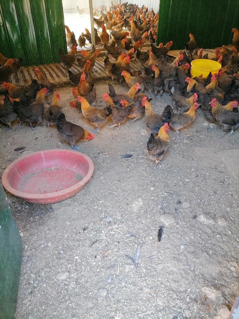 纯种土1号麻青脚母鸡刚下蛋煲汤佳品可以提供送货上门服务