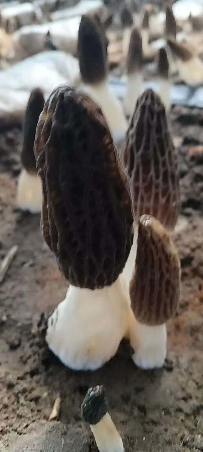 羊肚菌菌味浓河南干货羊肚菌肉厚纹理漂亮1袋包邮肉厚