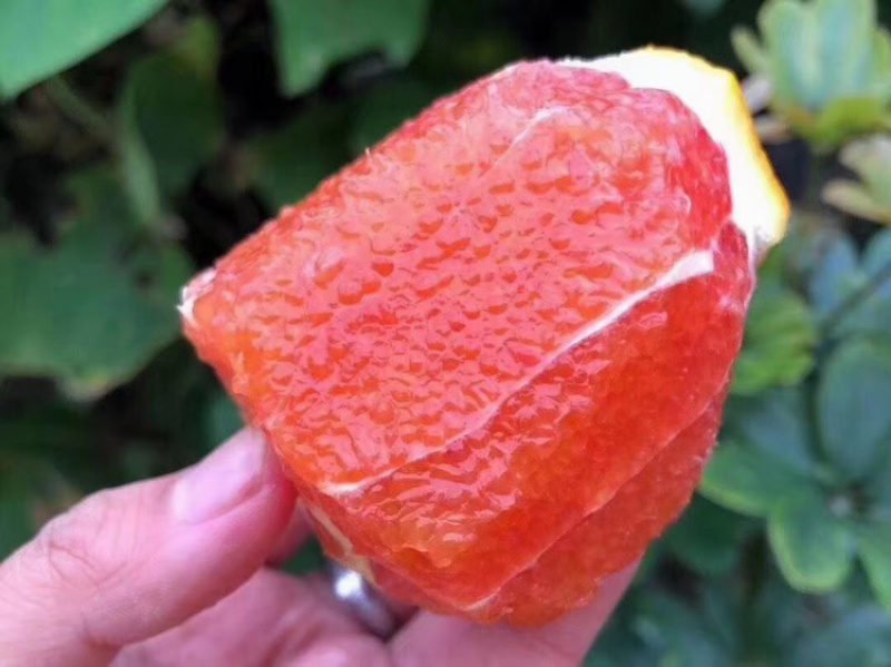 【推荐】血橙中华红橙子大量上市稳定货源可视频看货