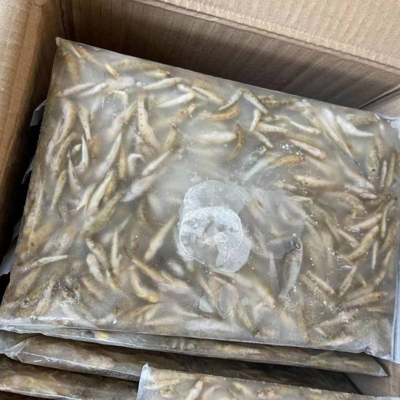 南沙带冰山坑鱼规格齐全全国发货欢迎致电订购