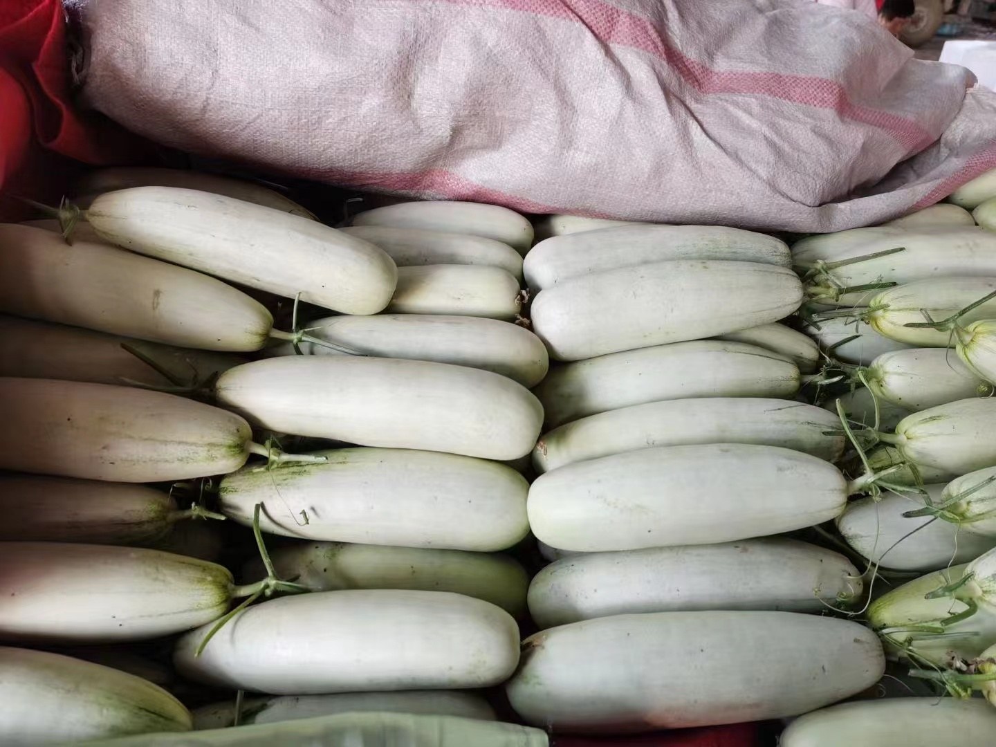 展示几个外形匀称、色泽自然的羊角蜜甜瓜 挑选羊角蜜甜瓜的外形标准