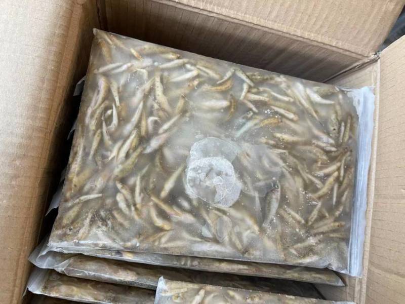 南沙带冰山坑鱼规格齐全全国发货欢迎致电订购