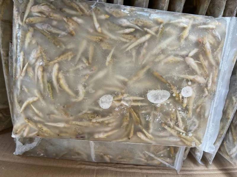 南沙带冰山坑鱼规格齐全全国发货欢迎致电订购