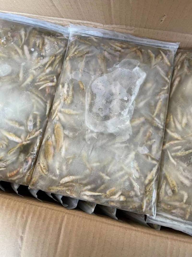 南沙带冰山坑鱼规格齐全全国发货欢迎致电订购