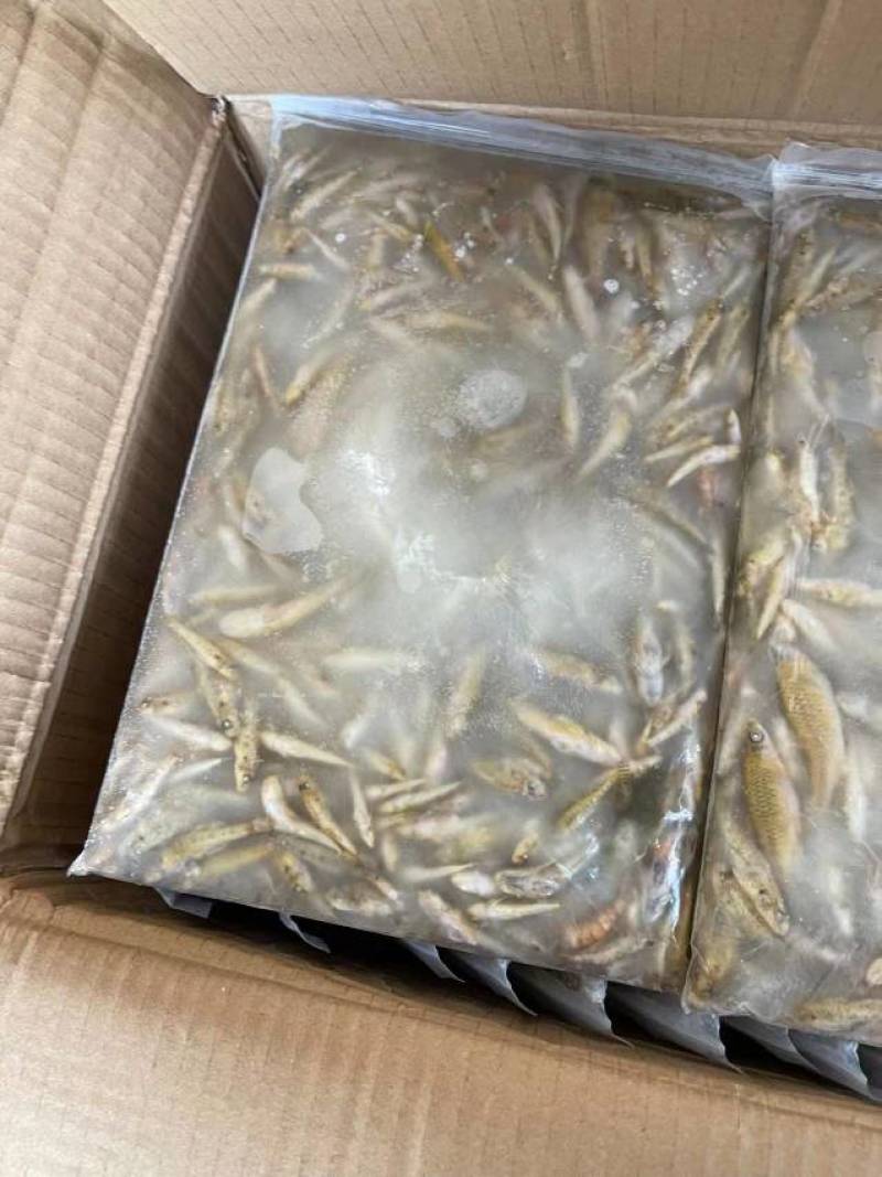 南沙带冰山坑鱼规格齐全全国发货欢迎致电订购