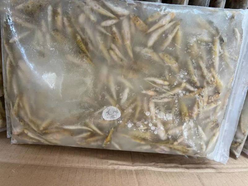 南沙带冰山坑鱼规格齐全全国发货欢迎致电订购