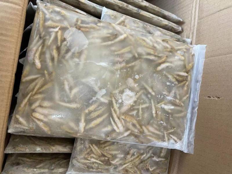 南沙带冰山坑鱼规格齐全全国发货欢迎致电订购