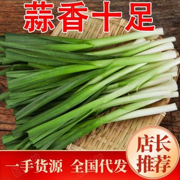 【蒜苗】山东精品蒜苗，基地直供，货源充足，现摘现发。