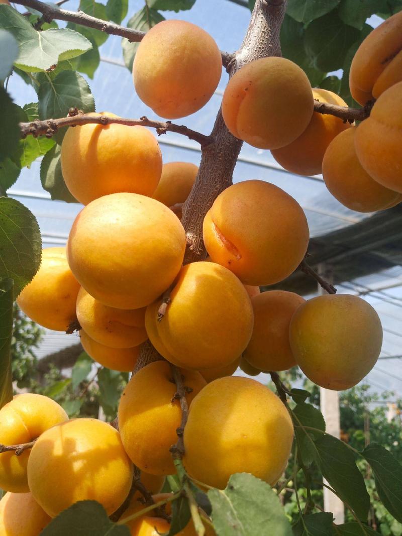 金太阳杏，产地直销，凯特杏，杏，万亩产地