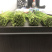 泗阳芦蒿