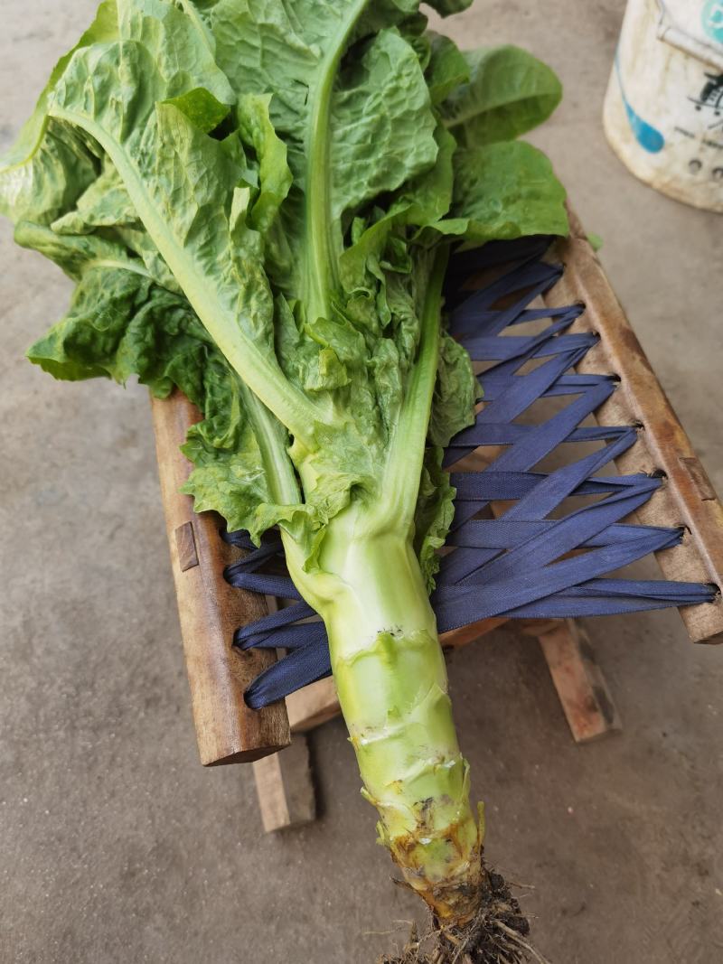 本地竹筒青，大基地，不空心，茅台，价格美丽