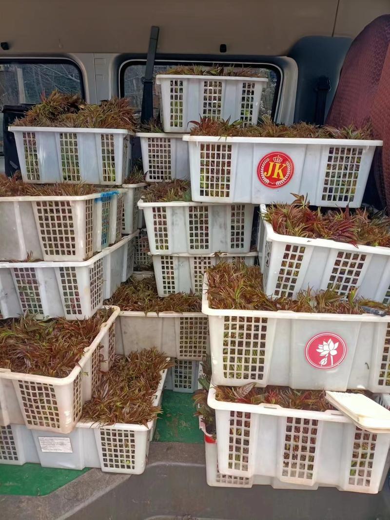 【2024推荐】云南红香椿芽基地种植代发全国市场品质优势电联