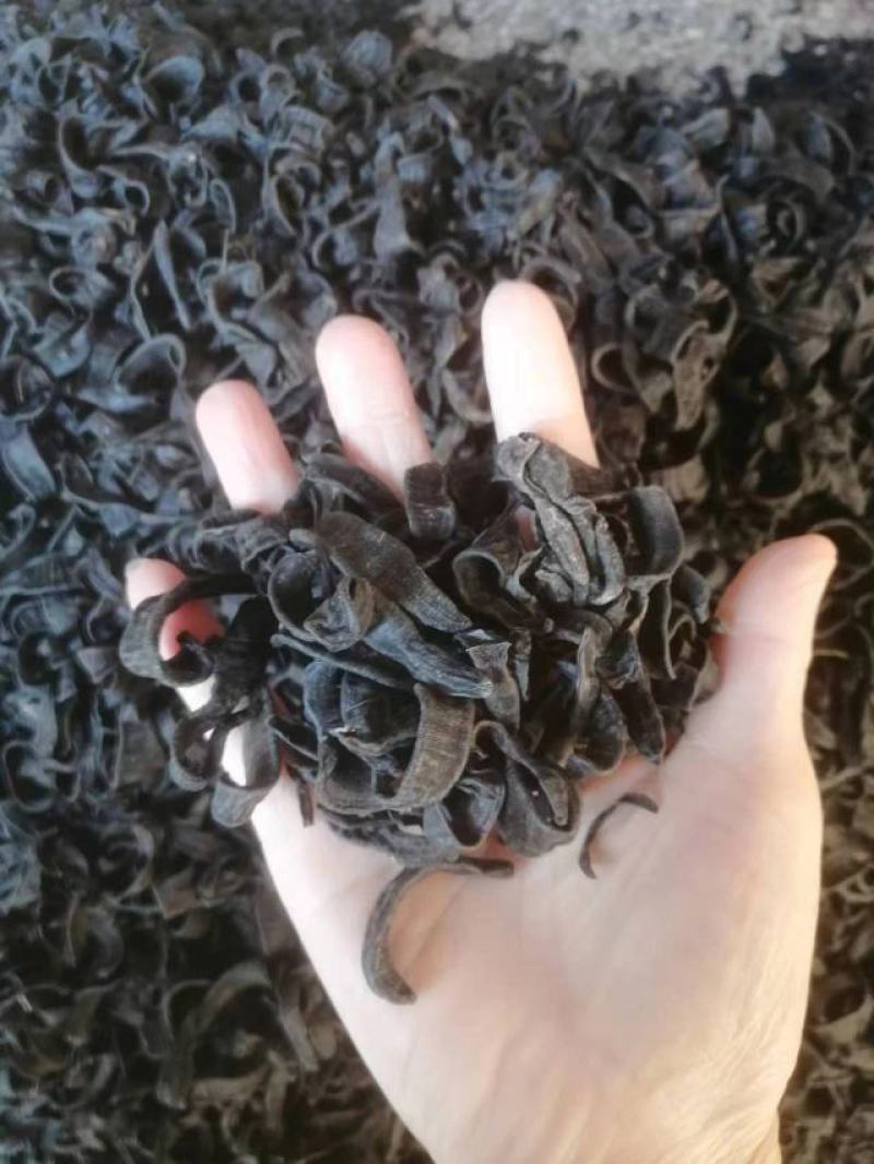 水蛭水蛭粉柳叶蛭菲牛蛭医蛭水蛭鲜货苗种供应