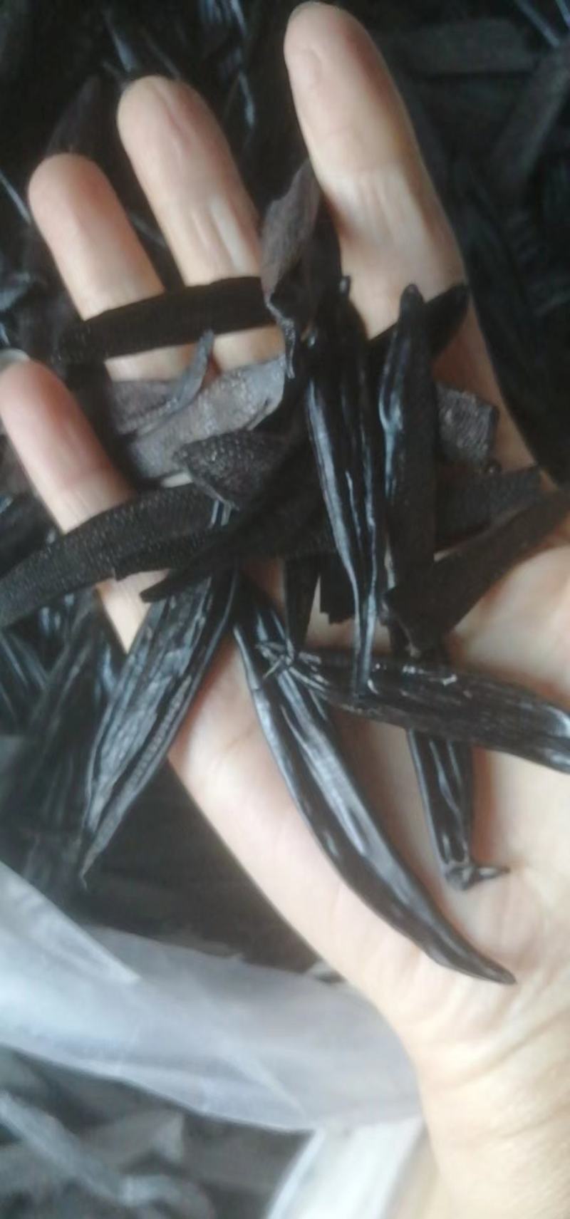 水蛭水蛭粉柳叶蛭菲牛蛭医蛭水蛭鲜货苗种供应